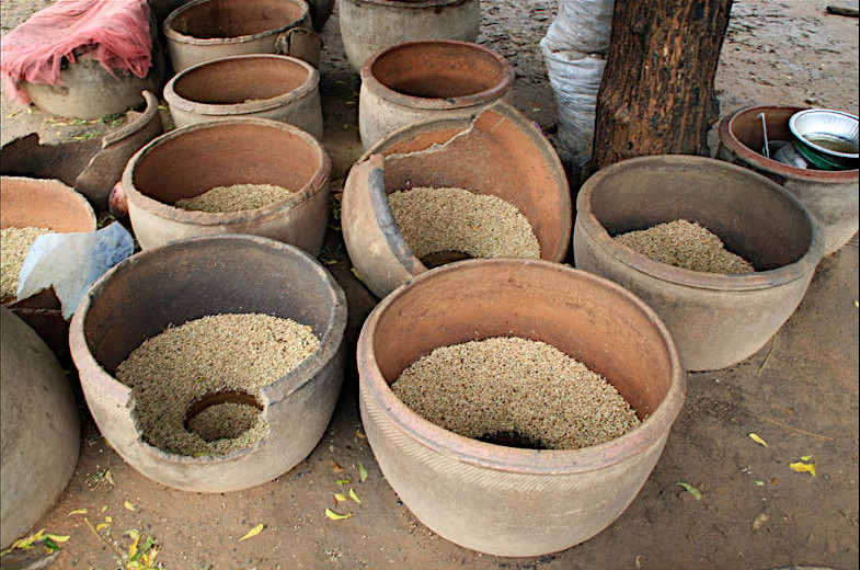 Germination of moistened sorghum grains in pierced pots (Photo Alexandre Magot)